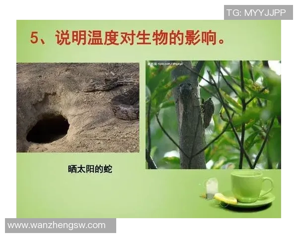黄蜂生态系统中的关键角色与其对环境的影响分析